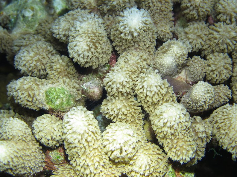 131 Finger Coral at night IMG_5703.jpg